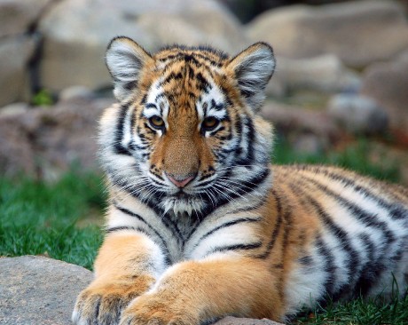 Tigers-animals-20238015-2493-1983