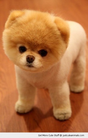 cute-animals-clipped-pomeranian-puppy-dog-pics